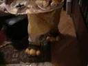 lussekatt.mov